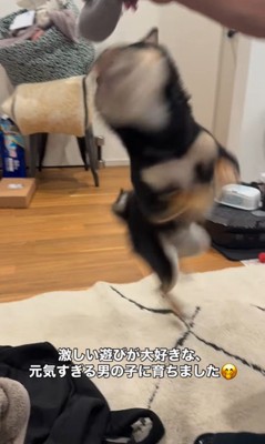 ラムくんの変化3