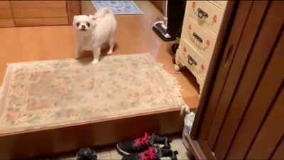 悲しげな顔で飼い主を見つめる犬