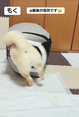 無理やりハウスの中へ!