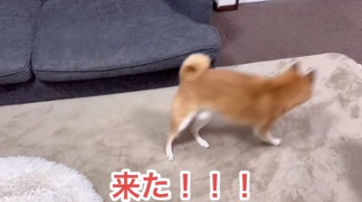 ドアに駆け寄る柴犬