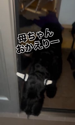 ゲートを破壊したリンツちゃん3