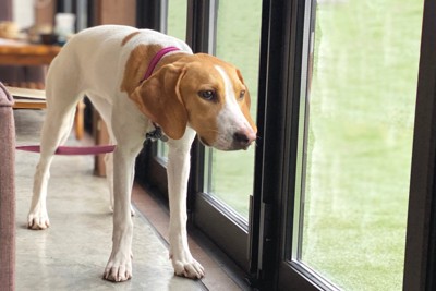 散歩に行きたい犬