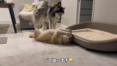 赤ちゃんみたい！？