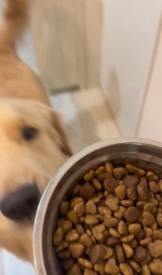 ご飯を見つめる大型犬