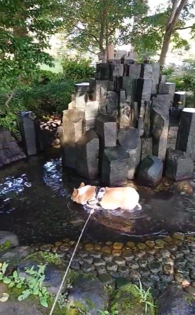 濡れ食パン