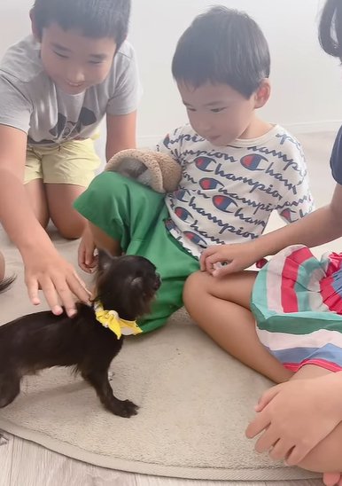 3人の子供に囲まれて固まるチワワの子犬