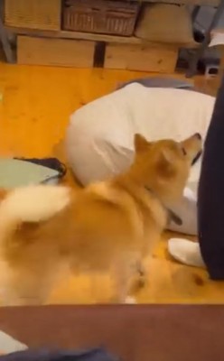 お母さんを見る犬2
