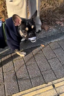 おしゃぶりを拾ったととまる君3