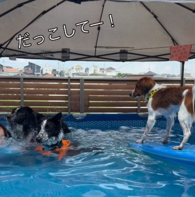 プールの中にいた飼い主を蹴り飛ばす息子犬