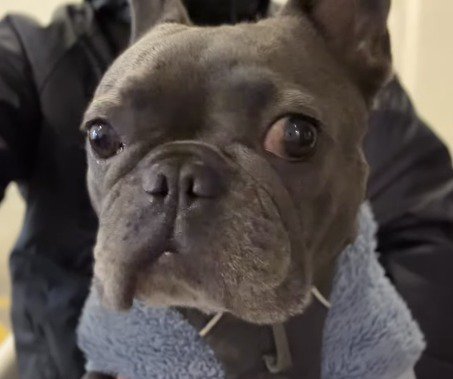 カメラを見つめる犬