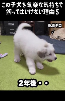 グレートピレニーズのドレミちゃん