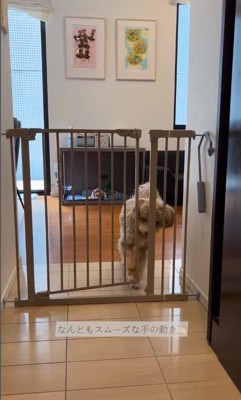 ゲートを開けるマフィンくん