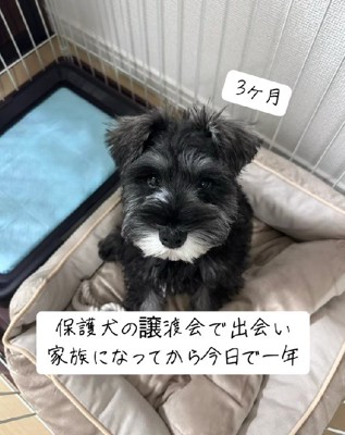 生後3ヶ月のこはくくん