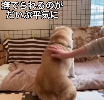 撫でられる老犬