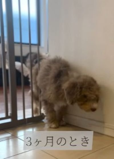 ゲートをすり抜けるマフィンくん3