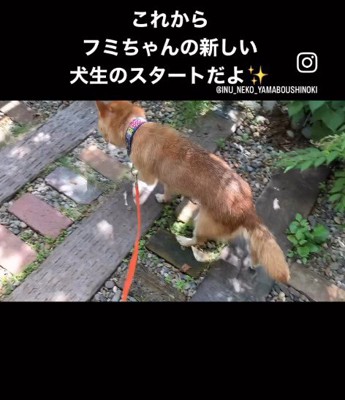 新たな犬生をスタート