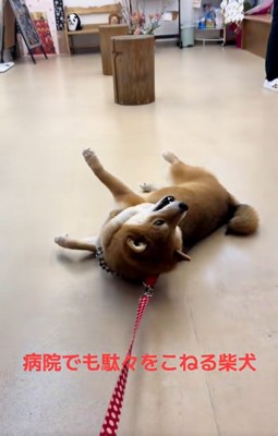 動物病院の茶々麻呂之介くん