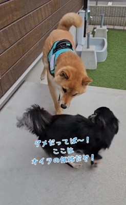 お庭で遊ぶチョコくん＆カカオくん2