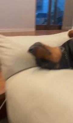 テンくんとニルくんの違い6