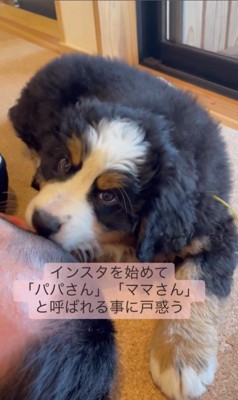 ウルルちゃんを迎えて1年3