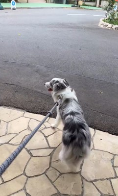 お店に案内してくれるルークくん4