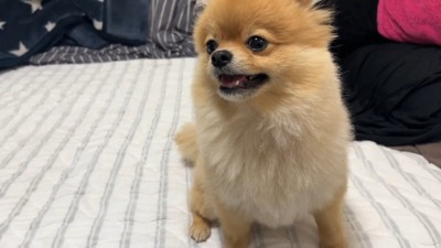 何かを訴えるむぎちゃん9