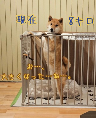 チョコくんの成長記録7