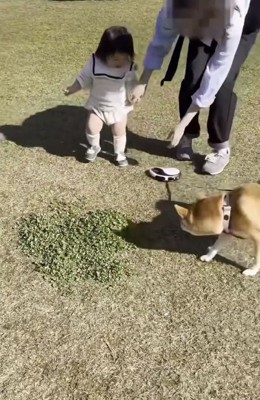 リードを落としたみーちゃん