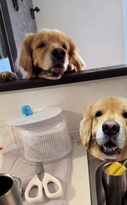 息遣いが荒いイヴちゃん