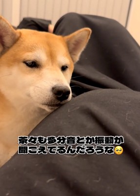 お腹を見つめる柴犬