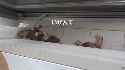 うにちゃんのお散歩拒否2