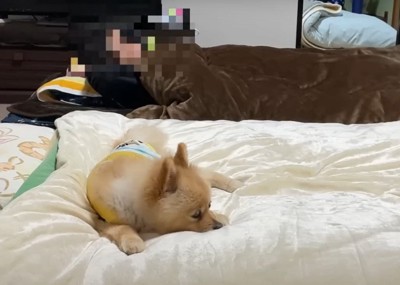 それぞれの布団で眠る犬と人1:11