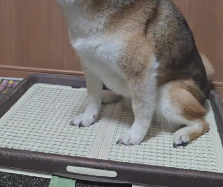 誰かがやってきたよ