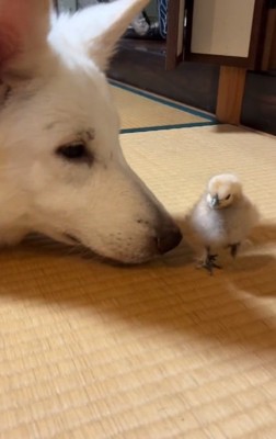 ヒナとウルちゃん