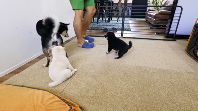 足にボールをはさむ男性と親犬、子犬2匹