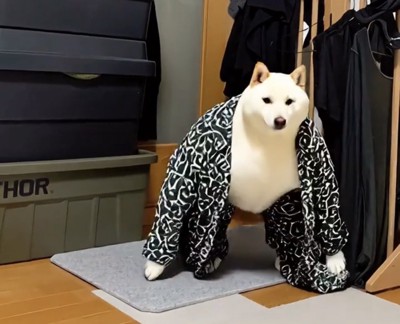 唐草模様を身にまとって立ち上がる犬