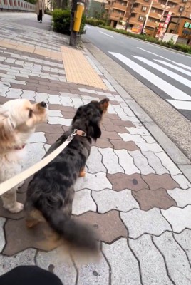 お散歩中に一緒に遠吠え