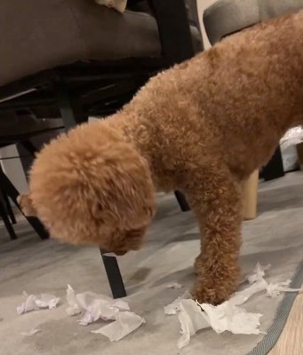 ひとり遊びに夢中なアフロくん3