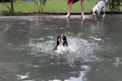 泳ぎ始める犬と見守る犬