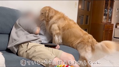 眠っている男性の顔に鼻を近づけるゴールデンレトリバー