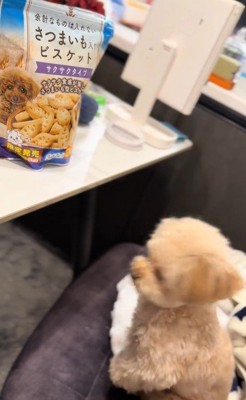 くまちゃんに「おやつほしいの？」と聞いたら3