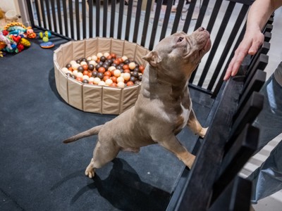 柵により掛かる犬