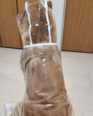 アイドル化した茶々丸くん