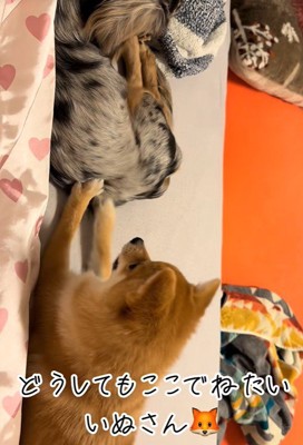諦めずにお尻をペチペチ…