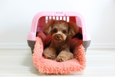 クレートとトイプードル