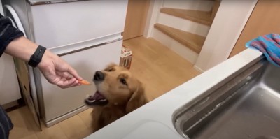 キッチンでトマトをもらっている犬