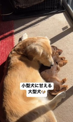 マロンちゃんに甘えるむぎちゃん