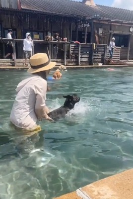 プールへダイブするぶん太くん