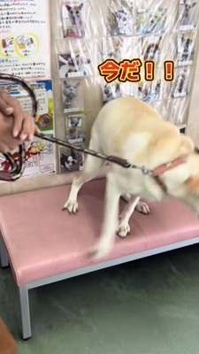 脱出を試みる犬