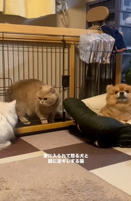 わんこの部屋に入るころもちゃん